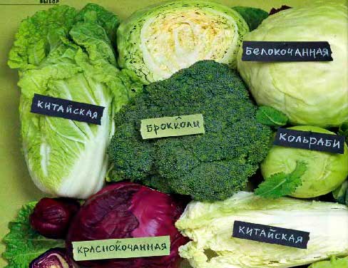 Сорта капуста для приготовления блюд