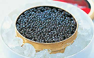 Соленая осетровая икра рыб