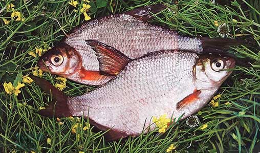 Речная рыба для малосольной засолкина летней рыбалке фотография