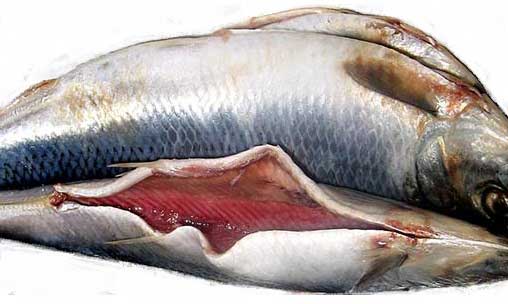 Морская рыба сельдь пряного посола фотография