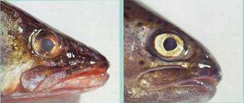 Отпределение свежести рыбы по цвету глаз фотография
