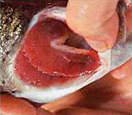 Определение свежести рыбы по жабрам фотография