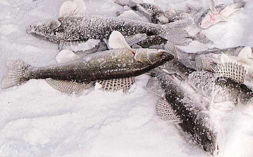 Пойманный на живца судак на рыбалке зимой фото