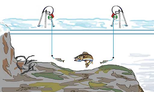 Ловля судака на зимнюю жерлицу на реке в перволедье картинка