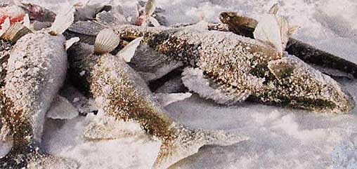 Ловля судака на живца зимой на рыбалке рыбалке фотография