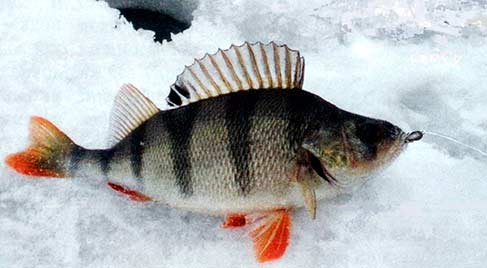 Ловля на чертика окуня на зимней рыбалке фотография