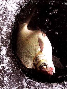 Пойманный на зимней рыбалке лещ фотография