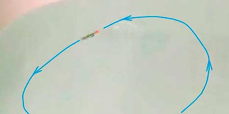 Круговая проводка окуневого самодельного балансира с боковыми лопастями