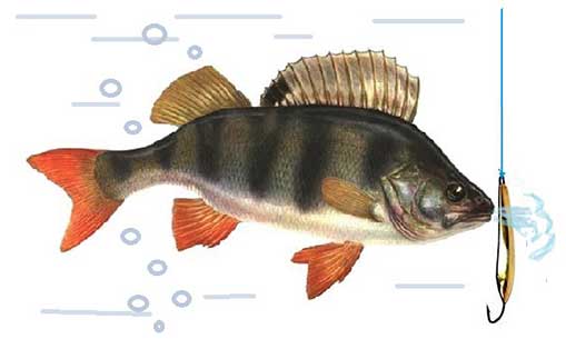 Плохой клев окуня при частых поклевках